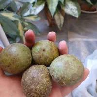 گردوی درجه یک