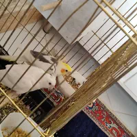۳جفت طوطی|پرنده|قزوین, |دیوار