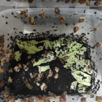 سوپر مولد|خزنده|کرج, فاز ۴ مهرشهر|دیوار