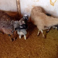 سه عدد میش داشتی|حیوانات مزرعه|فرمهین, |دیوار