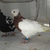 چهارعدد کفتر رنگی