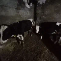 گوساله نر و ماده