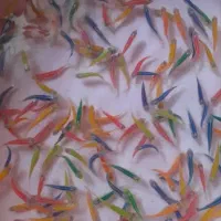 زبرا|ماهی|زنجان, |دیوار