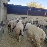 گوسفند داشتی|حیوانات مزرعه|شیراز, برمشور علیا|دیوار