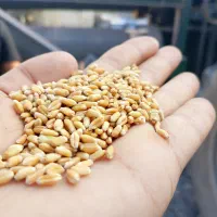 گندم آبی دیم