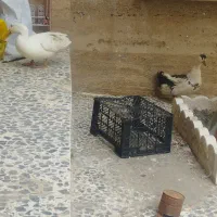 آردک مرغ آبی