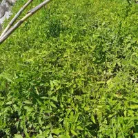 نهال گوجه فرنگی