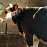 گاو سمینتال