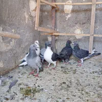 7تاحیوون نرجوونه زدوخوردی