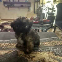 فروش فوری سگ|سگ|مشهد, الهیه|دیوار