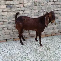 گوسفند فروشی|حیوانات مزرعه|ایرانشهر, |دیوار