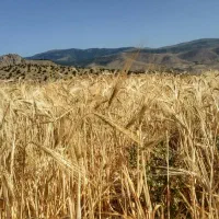 فروش فوری زمین کشاورزی چهاردنگه|فروش زمین و ملک کلنگی|کیاسر, |دیوار