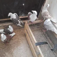 پشت گراف سار پلاکی