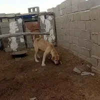سگ گم شده در بین روستای شاهتپه ویاریجان خالصه|سگ|میاندوآب, |دیوار