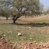 زمین باغچه