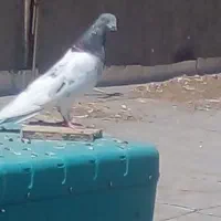 کبوتر مومن اباد