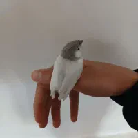 فنچ|پرنده|خمینی‌شهر, |دیوار