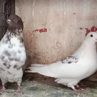 مایه کفتر کبوتر|حیوانات|تهران, افسریه شمالی|دیوار