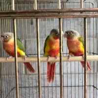 گیرینچیک جوجه