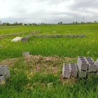 زمین خوش قواره/۱۰۰میلیون پیش/بی واسطه