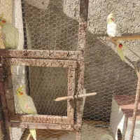 پرنده