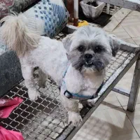 فروش سگ نر نژاد شیتزو