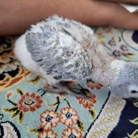 جوجه کاسکو نرمه خور|پرنده|مشهد, سلام|دیوار