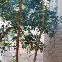 پرتقال چین هستم