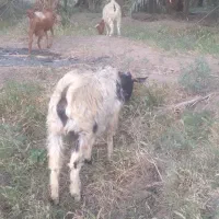 بزابستن وزاییده فروشی..|حیوانات مزرعه|جیرفت, |دیوار