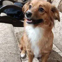 واگذاری شیتزو پامر|سگ|تهران, آبشار تهران (دریاچه)|دیوار