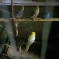 ۴ عدد عروس هلندی|پرنده|قشم, |دیوار