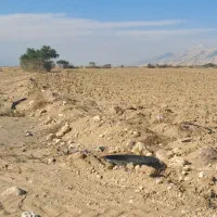 فروش زمین باغی 7000متر|فروش دفتر صنعتی، کشاورزی، تجاری|بندر دیر, |دیوار