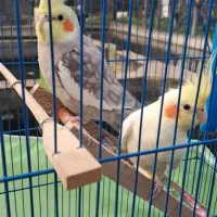 طوطی عروس هلندی