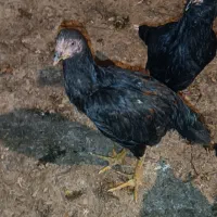 لاری  پنج ماهه دم تخم|حیوانات مزرعه|کشکسرای, |دیوار