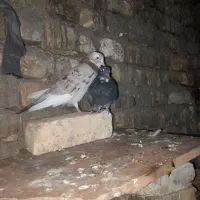 پرنده