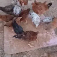 جوجه مرغ وخروس محلی
