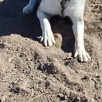 سگ سرابی عراقی|سگ|اردبیل, |دیوار