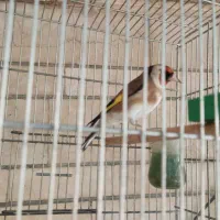 سهره تازه مست|پرنده|شیراز, تحویلی|دیوار