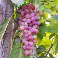 یادگیری طب سنتی در منزل