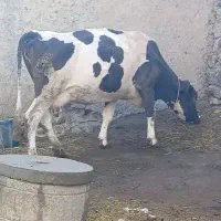 گاو سیمنتال با گوساله ماده|حیوانات مزرعه|نظر کهریزی, |دیوار