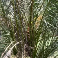 دمیت بریمی درجه یک ۱۰۰ عدد|خدمات باغبانی و درختکاری|بوشهر, |دیوار