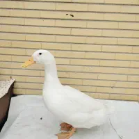 اردک