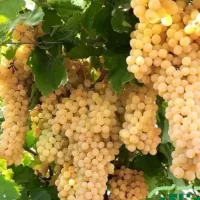 باغ به.متراژ 750متر