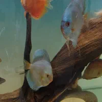 آکواریوم APA و فیلتر سطلی دیسکس|ماهی|شیراز, آبیاری|دیوار