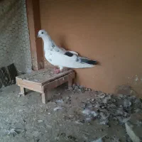 کبوتر ماده پرشی|پرنده|نکا, |دیوار
