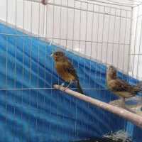 قناری ماده آماده