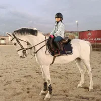 آموزش سوارکاری