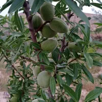 باغ 1700 متری در آبگرم|فروش زمین و ملک کلنگی|آبگرم, |دیوار