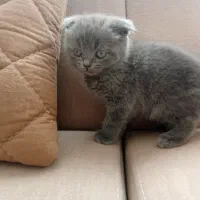 گربه