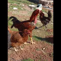 مرغ ویروس لاری ومحلی اصیل